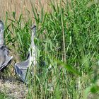 Der Graureiher (Ardea cinerea).....