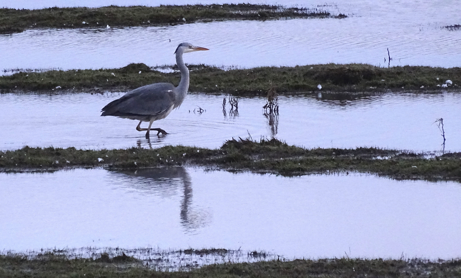 Der Graureiher (Ardea cinerea)...