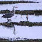 Der Graureiher (Ardea cinerea)...