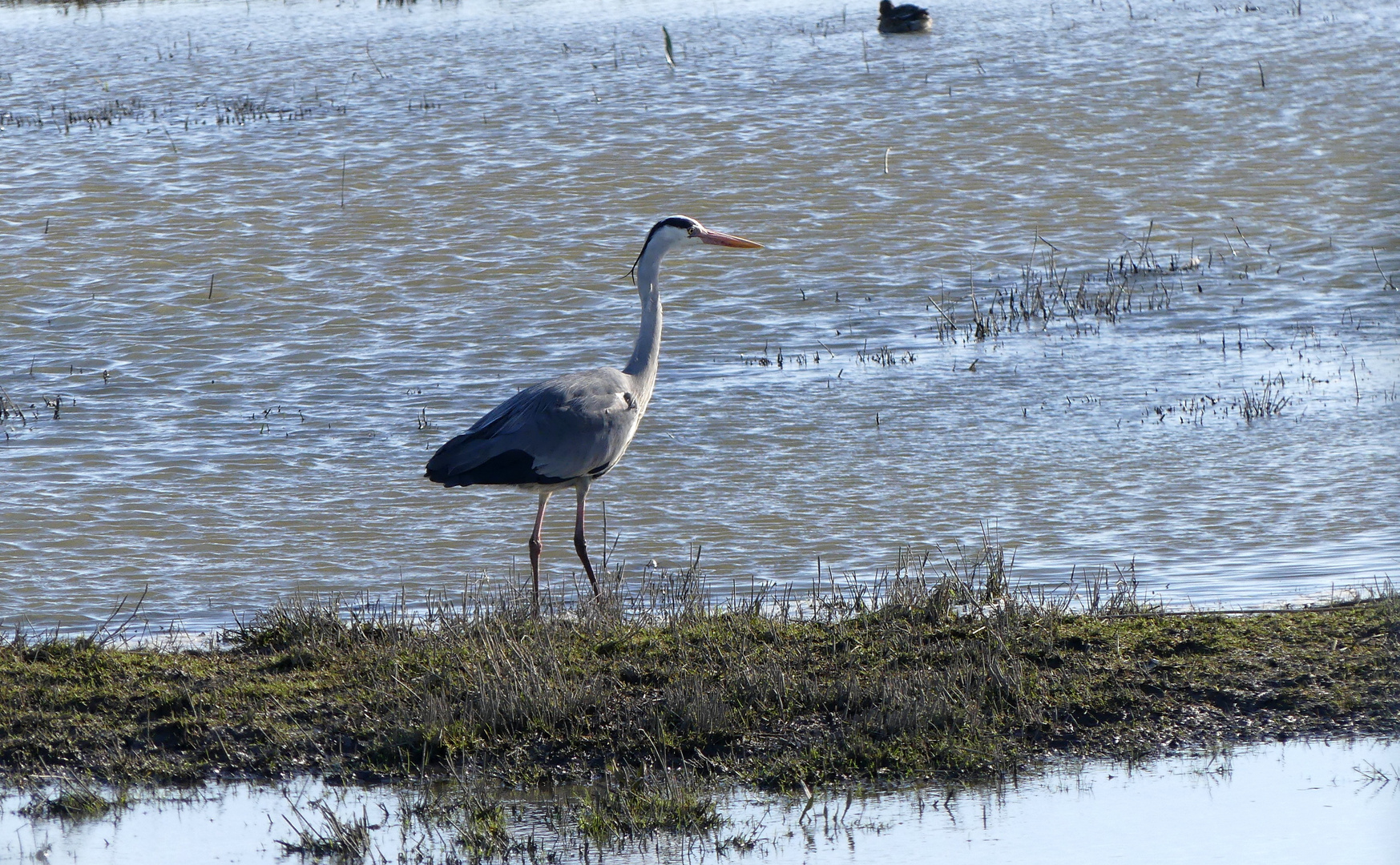 der Graureiher (Ardea cinerea).. 