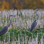 Der Graureiher (Ardea cinerea), auch Fischreiher genannt