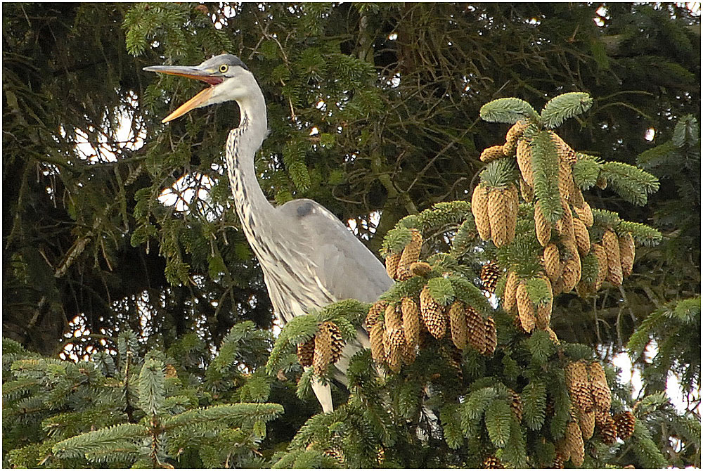 Der Graureiher (Ardea cinerea)....