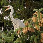 Der Graureiher (Ardea cinerea)....