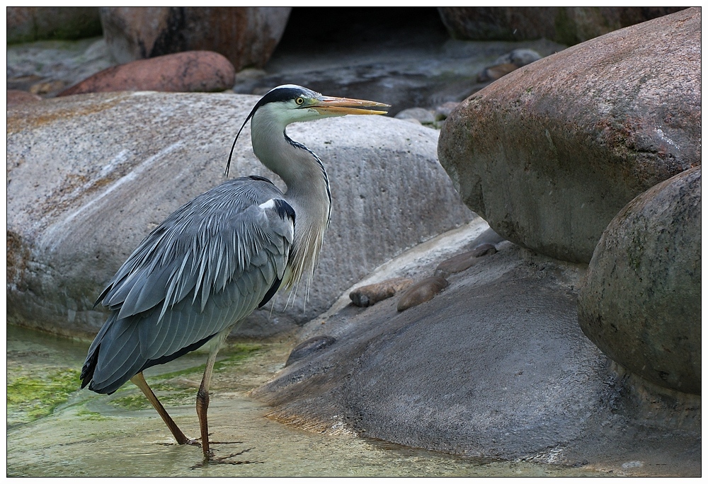 Der Graureiher (Ardea cinerea)