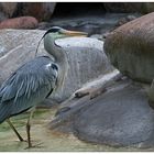 Der Graureiher (Ardea cinerea)