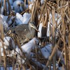 Der Graureiher (Ardea cinerea) musste  kleine "Brötchen" backen....