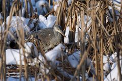 Der Graureiher (Ardea cinerea) musste  kleine "Brötchen" backen....