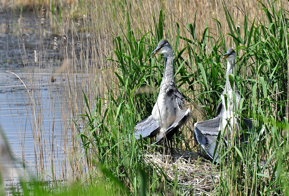 Der Graureiher (Ardea cinerea)..... Nachwuchs beim Sonnenbaden........