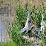 Der Graureiher (Ardea cinerea)..... Nachwuchs beim Sonnenbaden........