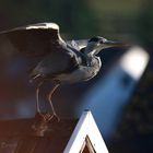 Der Graureiher auf Dach und im Flug I - II