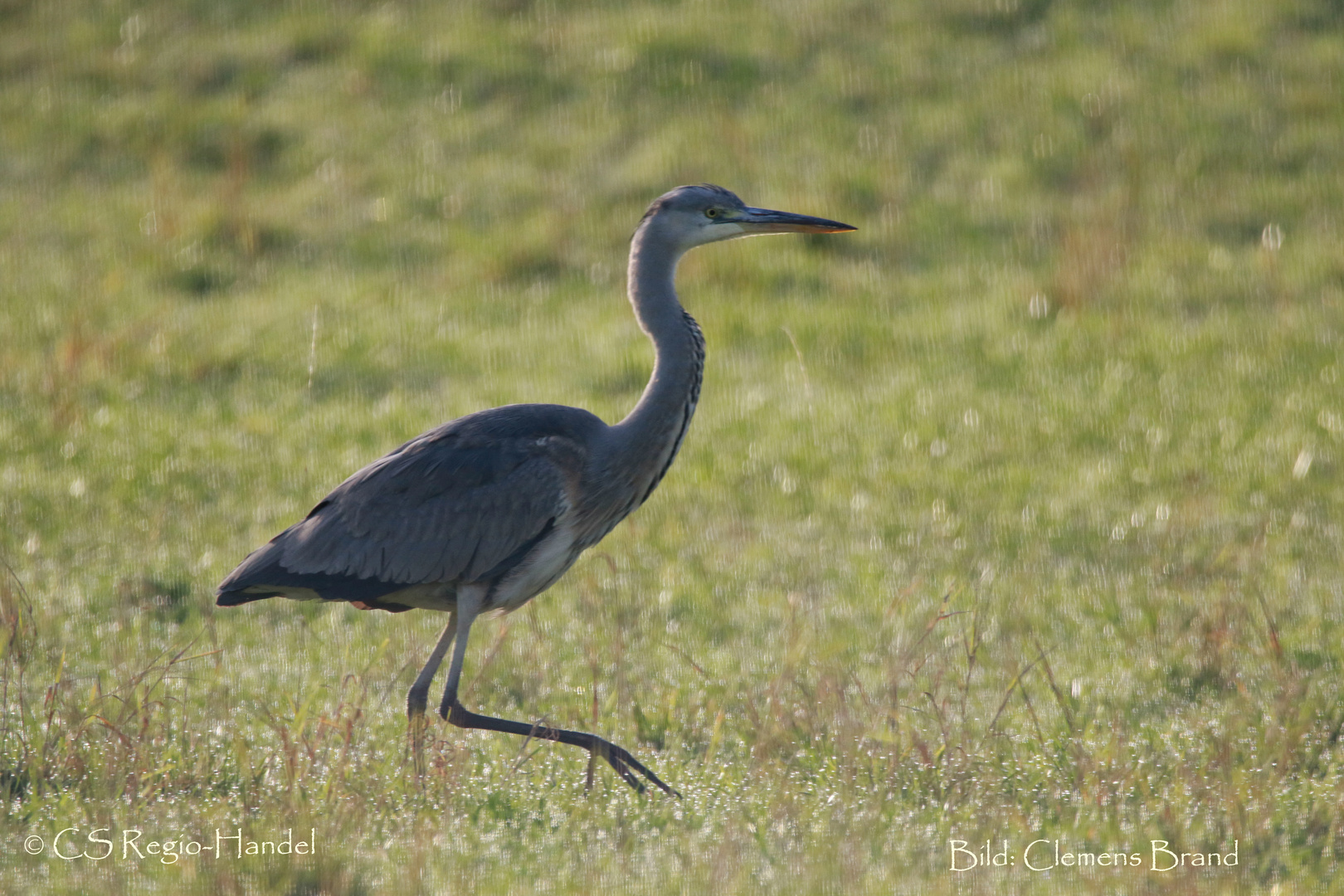 Der Graureiher auf der Herbst- Wiese III