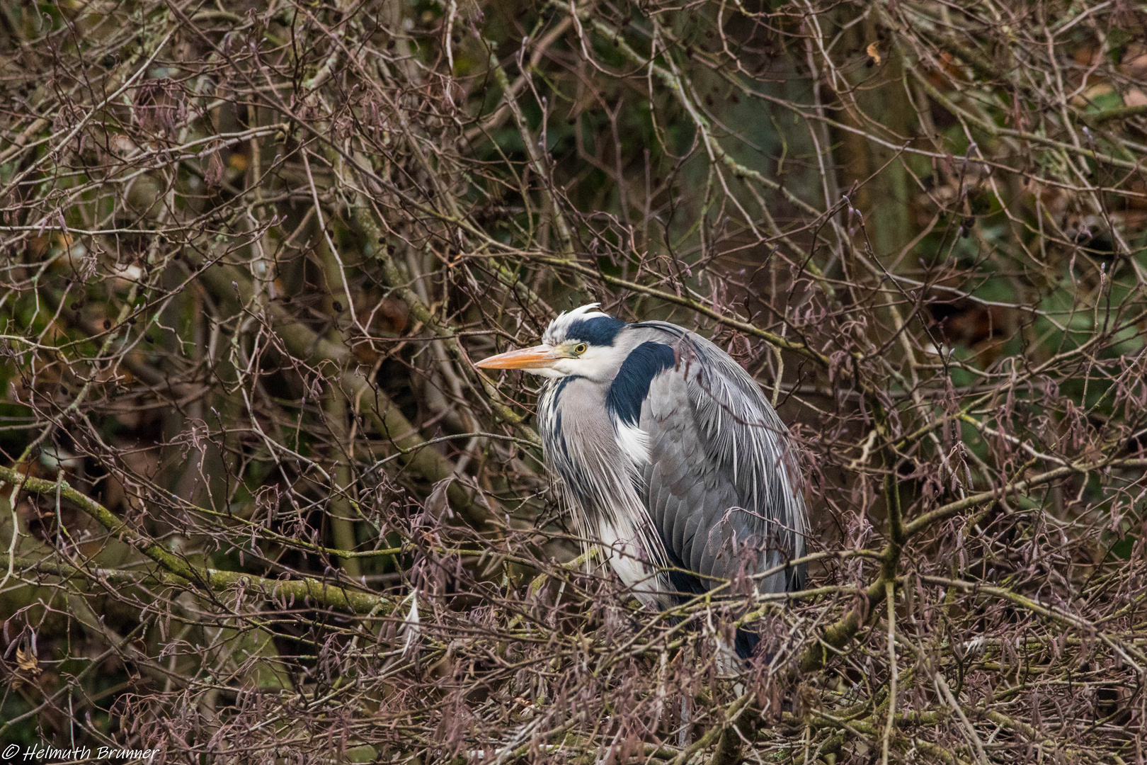 Der Graureiher (Fischreiher)