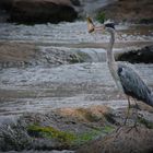 Der Graureiher hat einen geilen Fisch gefangen