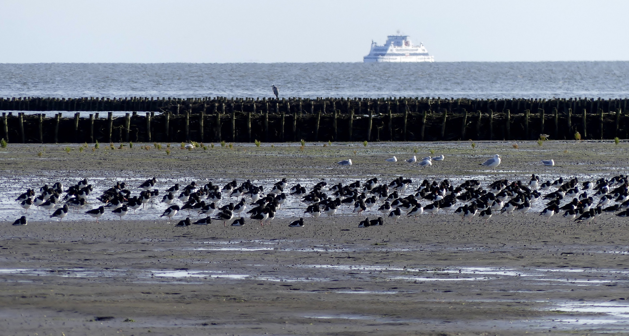 Der Graureiher oder auch Fischreiher (Ardea cinerea)...