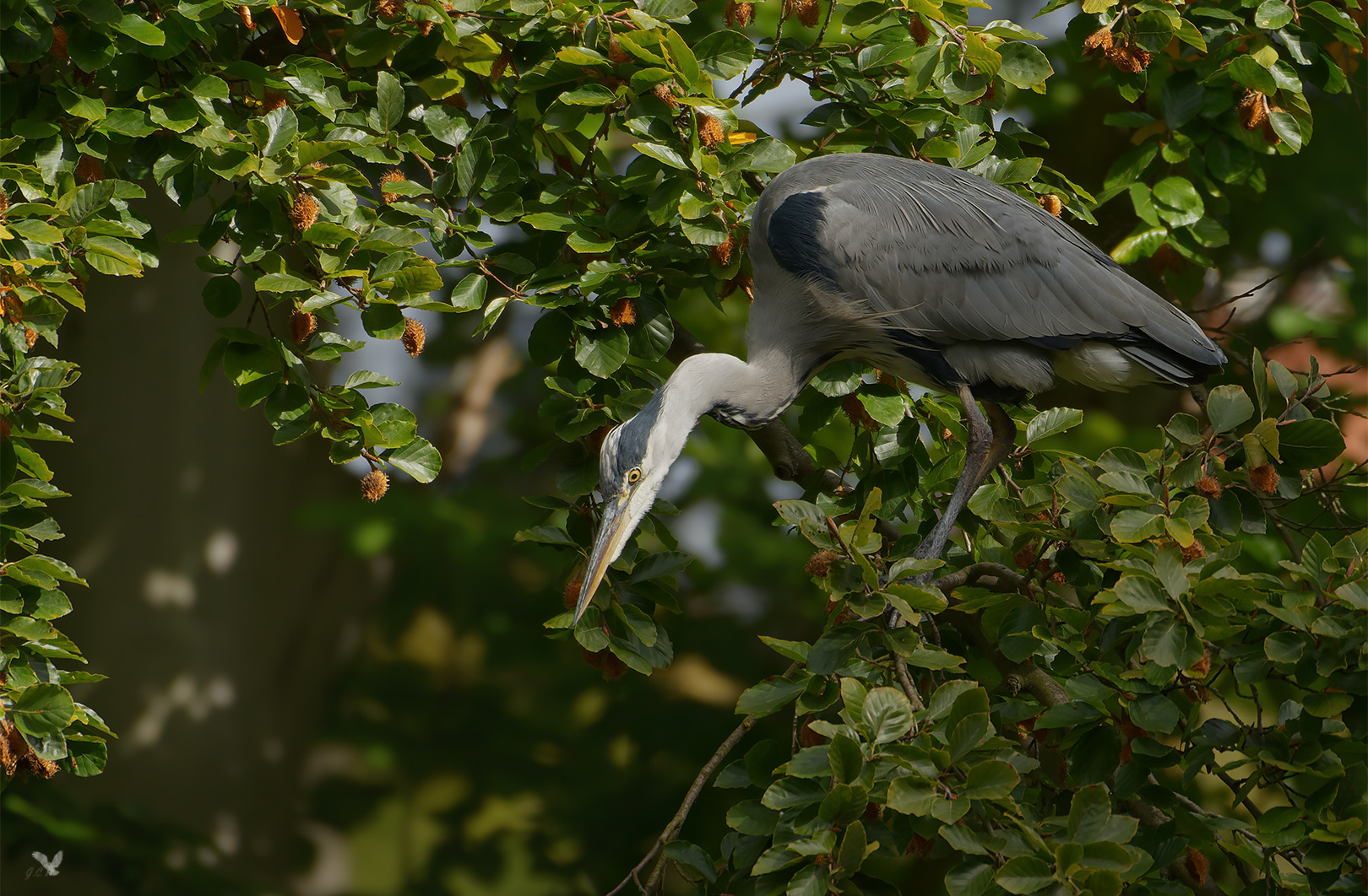 Der Graureiher, oder auch Fischreiher, (Ardea cinerea) ...