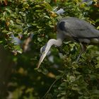 Der Graureiher, oder auch Fischreiher, (Ardea cinerea) ...