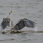 Der Graureiher oder auch Fischreiher (Ardea cinerea) ...