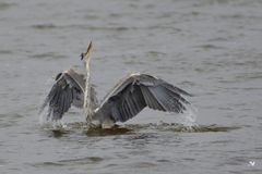 Der Graureiher oder auch Fischreiher (Ardea cinerea) ...