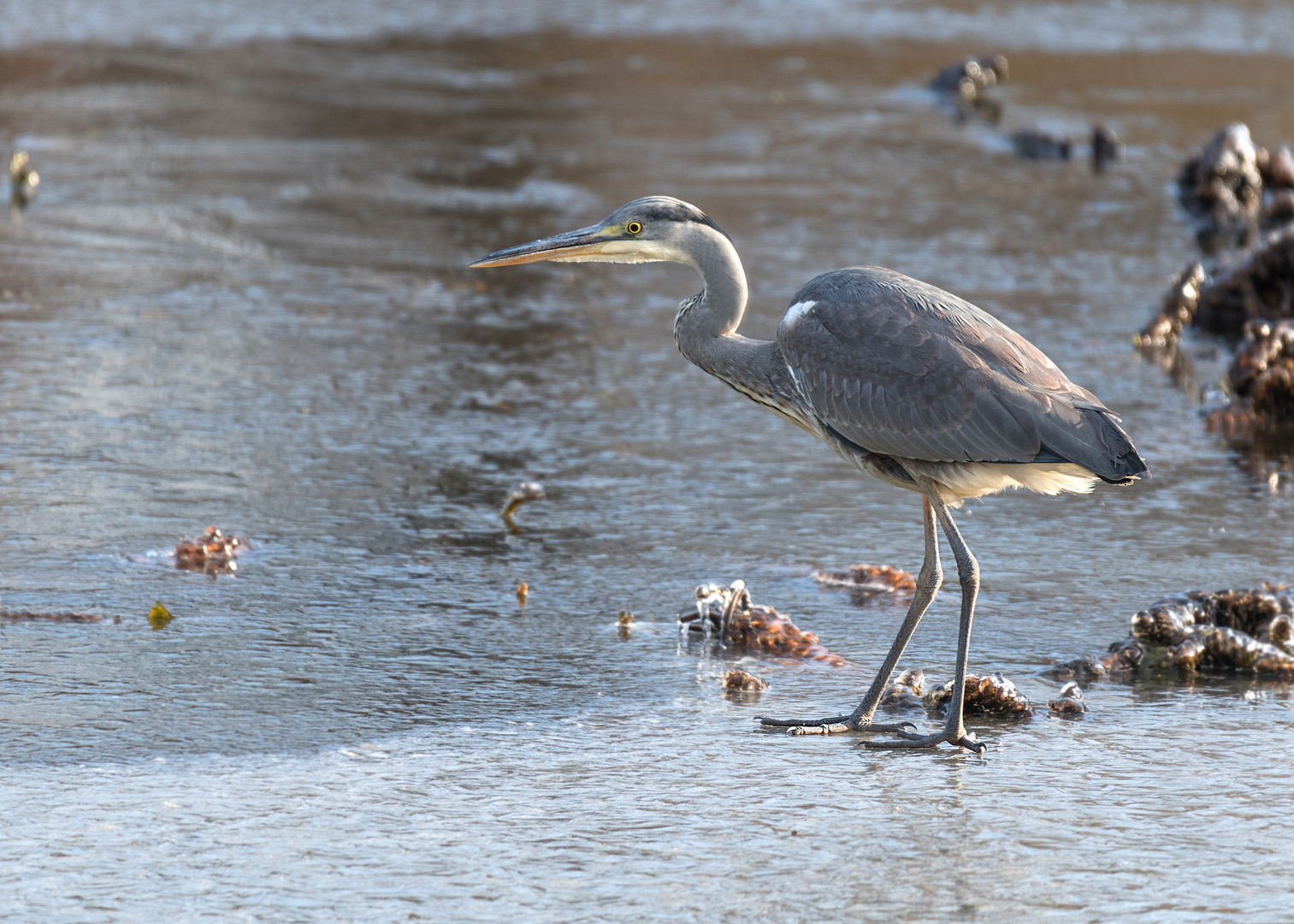 Der Graureiher oder Fischreiher (Ardea cinerea)