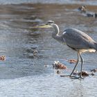 Der Graureiher oder Fischreiher (Ardea cinerea)