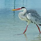 Der Graureiher oder Fischreiher (Ardea cinerea)