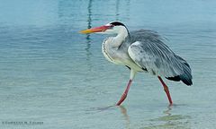 Der Graureiher oder Fischreiher (Ardea cinerea)