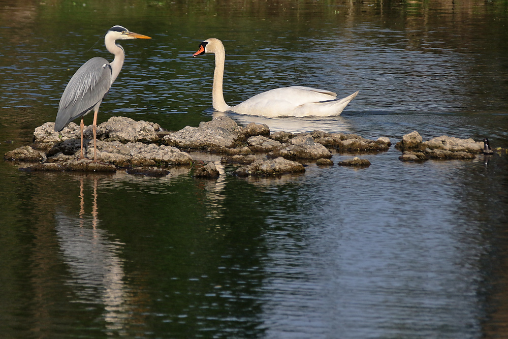 Der Graureiher und der Höckerschwan