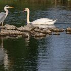 Der Graureiher und der Höckerschwan