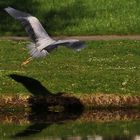 der Graureiher und sein Schatten