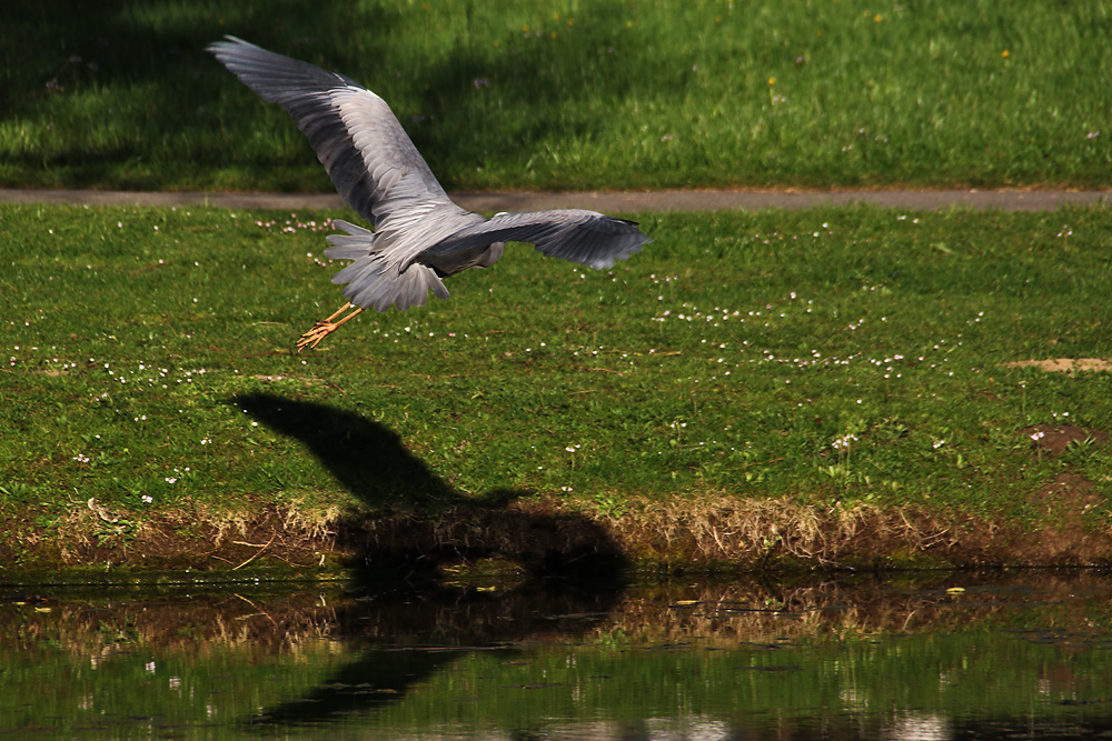 der Graureiher und sein Schatten