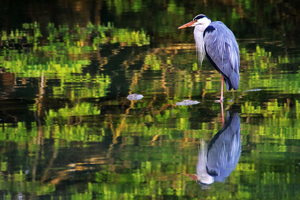 der Graureiher und sein Spiegelbild