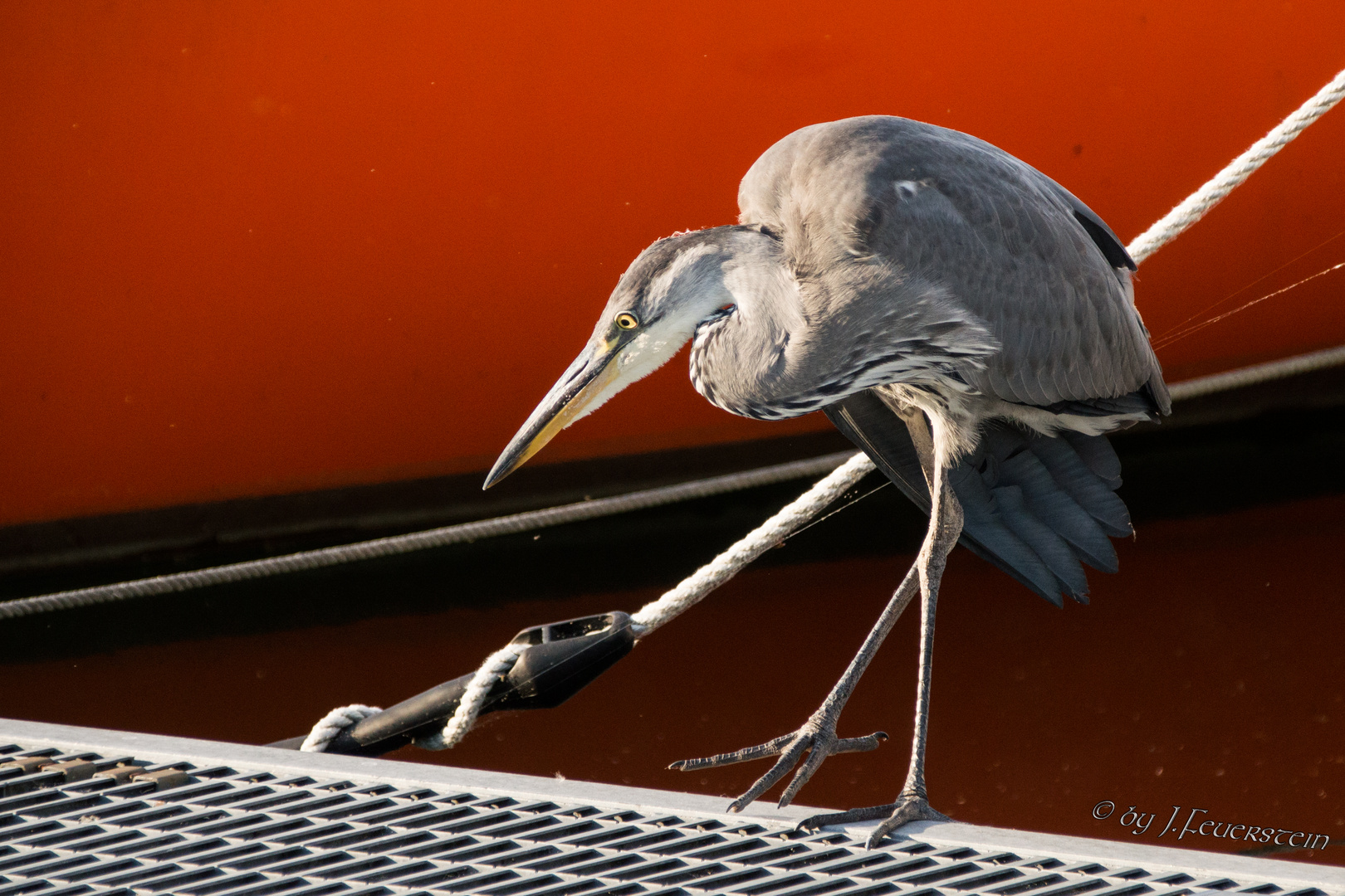 Der Graureiher vom Bootsteg