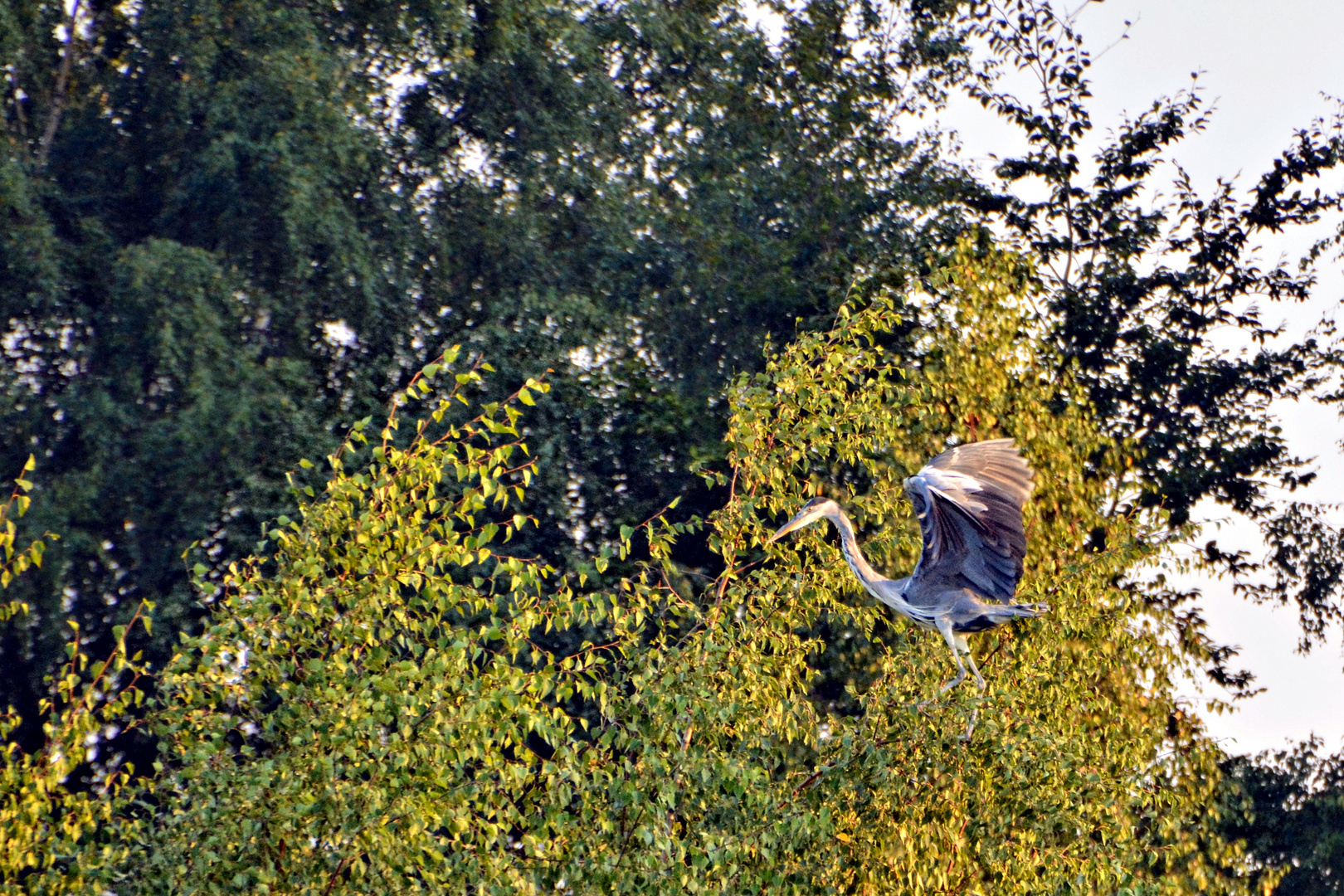 Der Graureiher vom Weiher an der alten Ziegelei