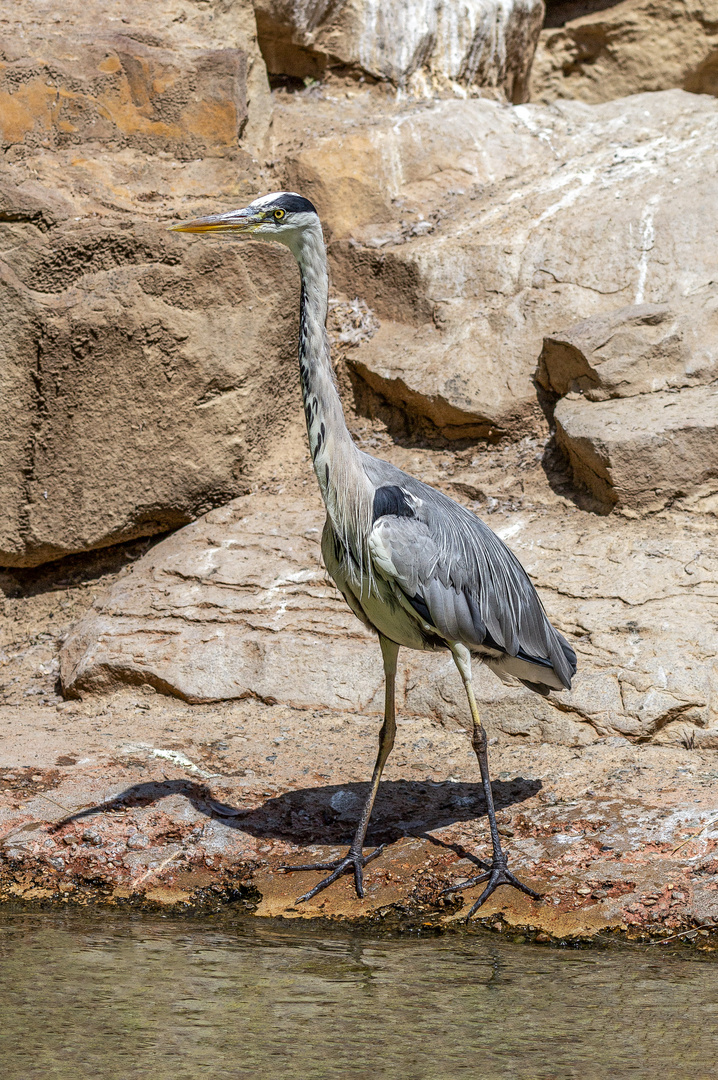 Der Graureiher,gesehen und Fotografiert im Berliner Zoo.