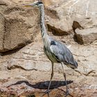 Der Graureiher,gesehen und Fotografiert im Berliner Zoo.