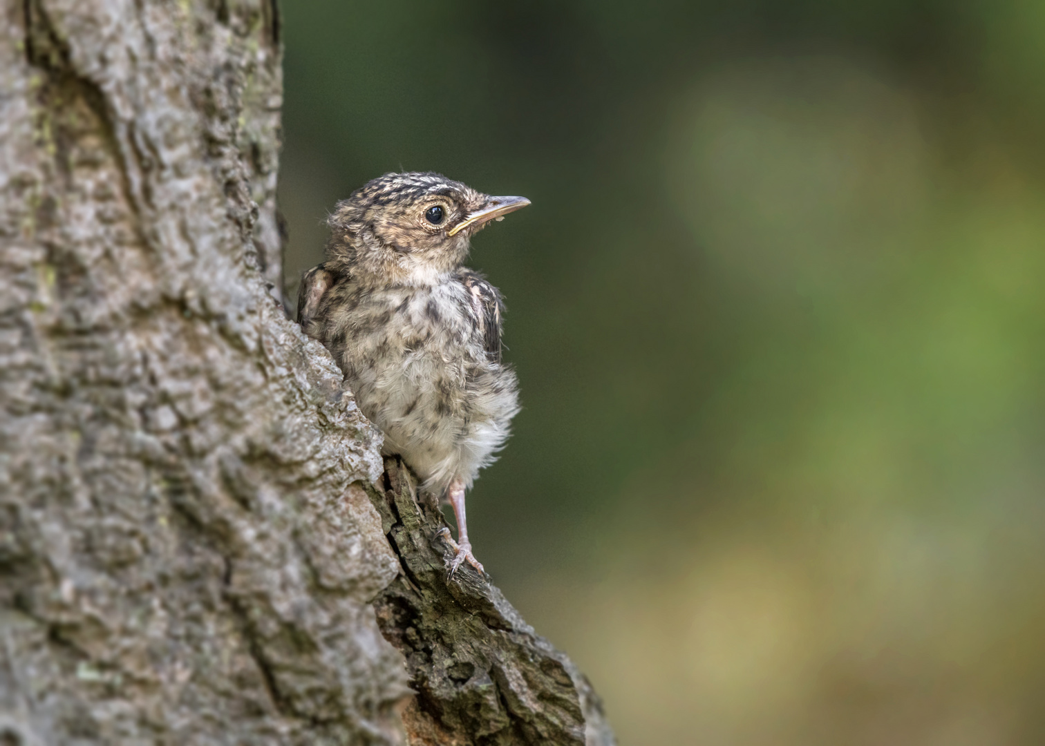 Der Grauschnäpper (Muscicapa striata)