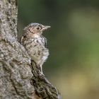 Der Grauschnäpper (Muscicapa striata)