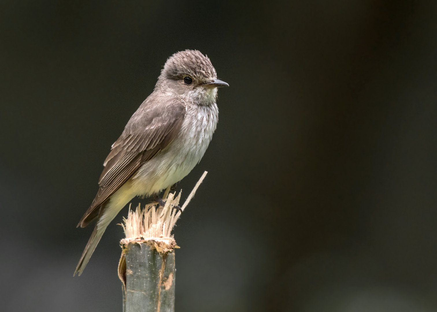 Der Grauschnäpper (Muscicapa striata)