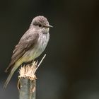 Der Grauschnäpper (Muscicapa striata)