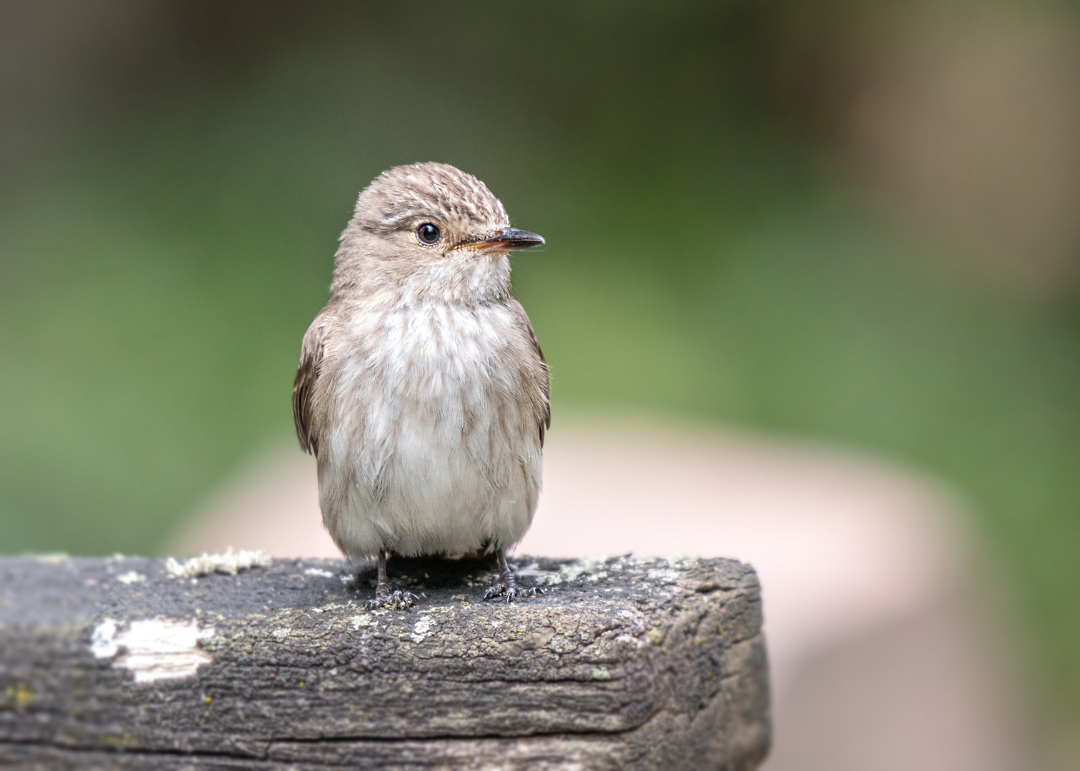 Der Grauschnäpper (Muscicapa striata)