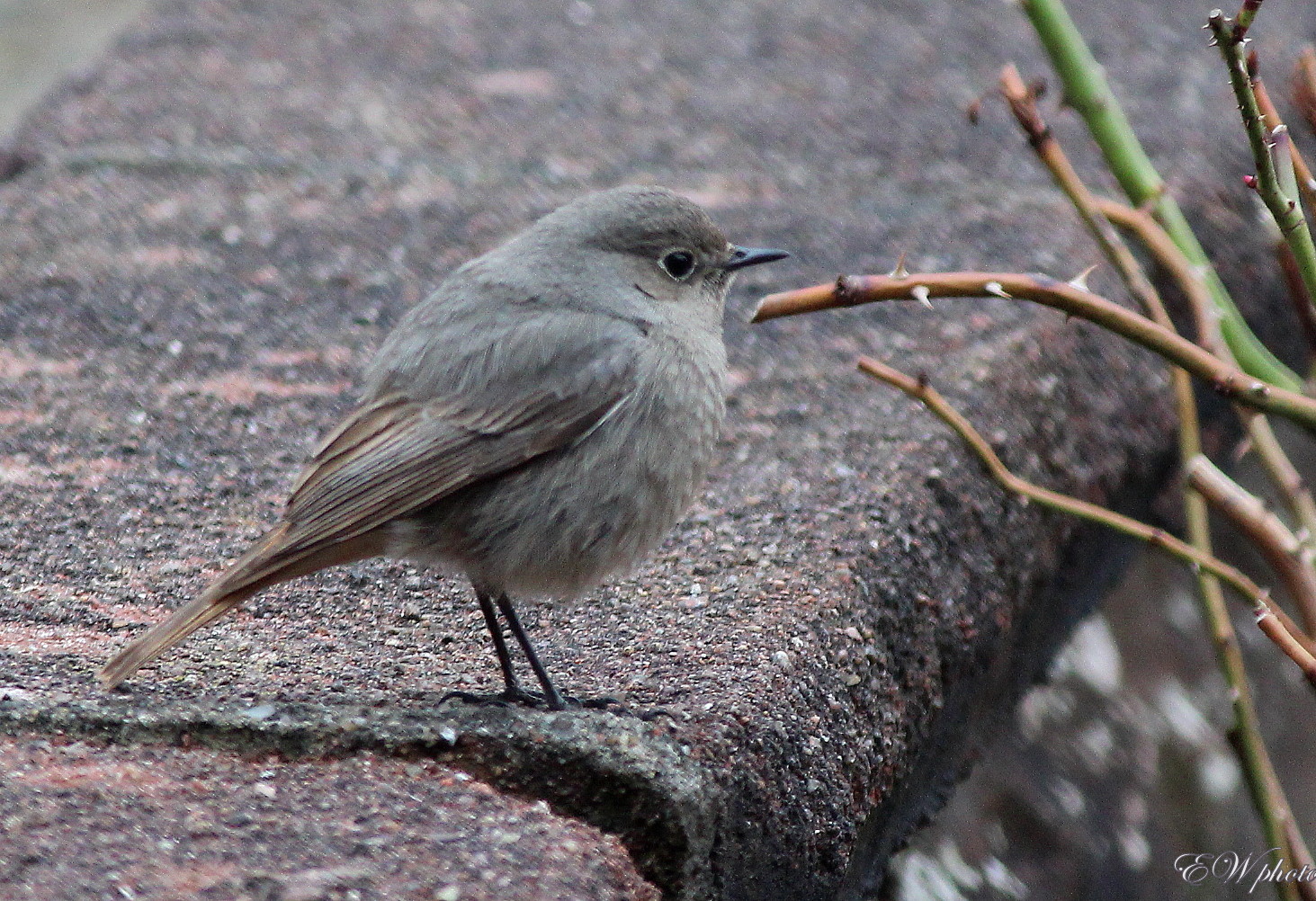 der Grauschnäpper (Muscicapa striata)