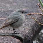 der Grauschnäpper (Muscicapa striata)