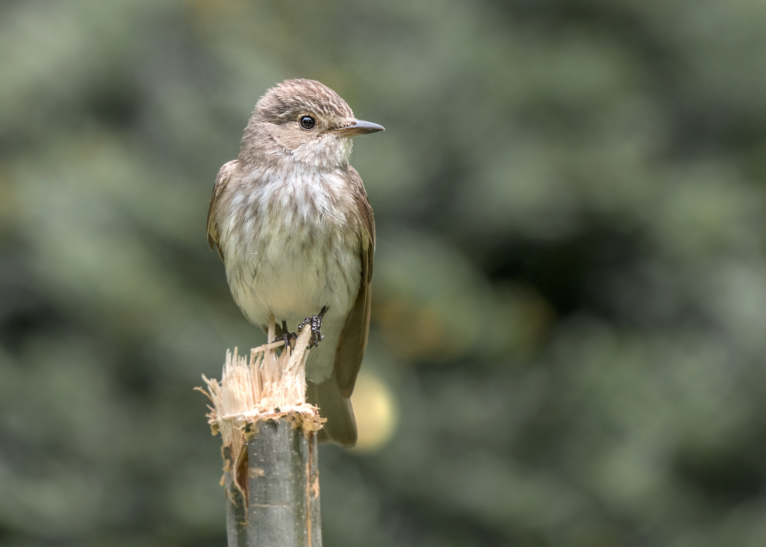 Der Grauschnäpper (Muscicapa striata)