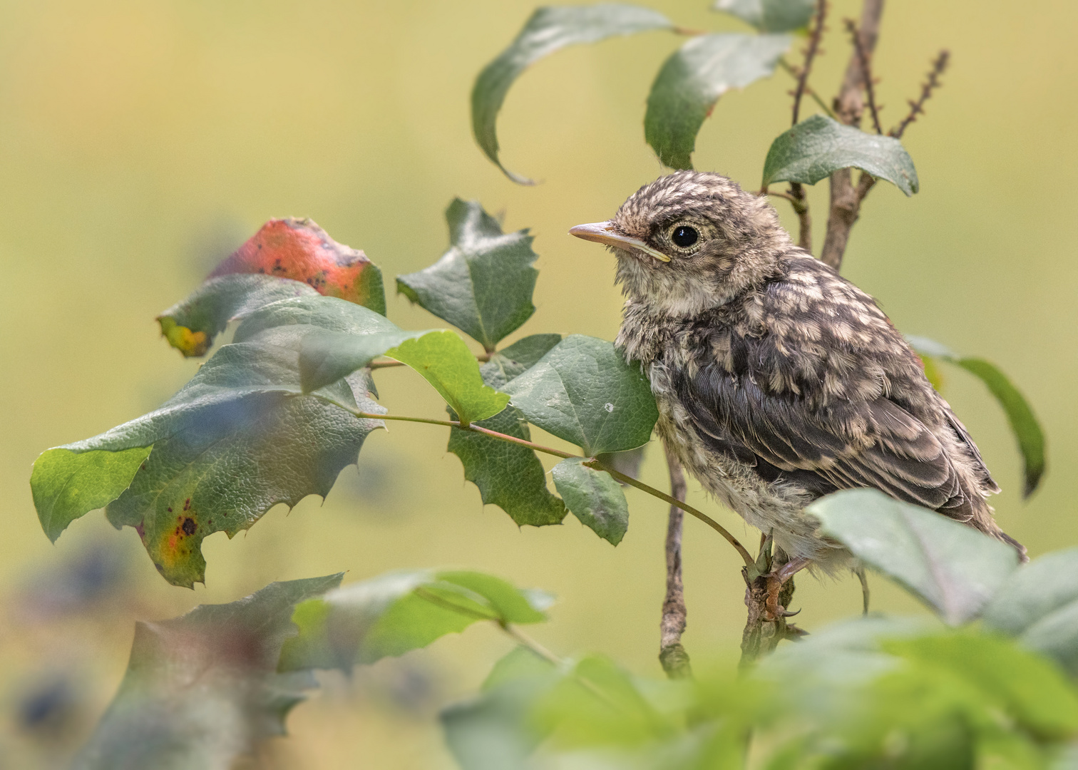 Der Grauschnäpper (Muscicapa striata)