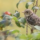 Der Grauschnäpper (Muscicapa striata)