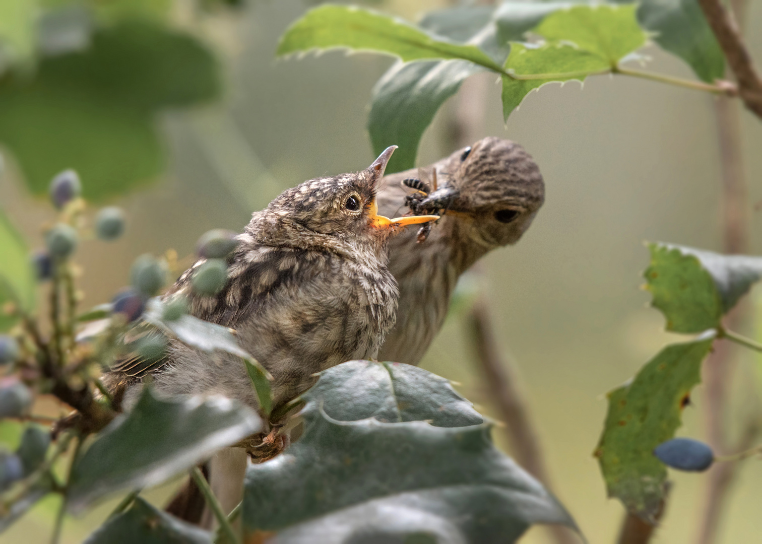 Der Grauschnäpper (Muscicapa striata)