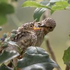 Der Grauschnäpper (Muscicapa striata)