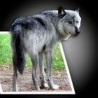 Der Grauwolf / Le Loup gris