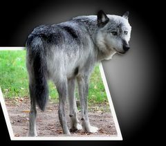 Der Grauwolf / Le Loup gris