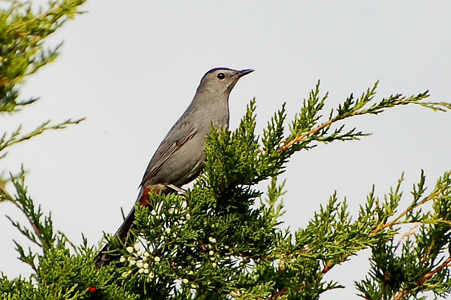 Der Gray Catbird (Dumetella carolinensis) ...